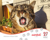 I giorni dei gatti - Calendario da tavolo 2027