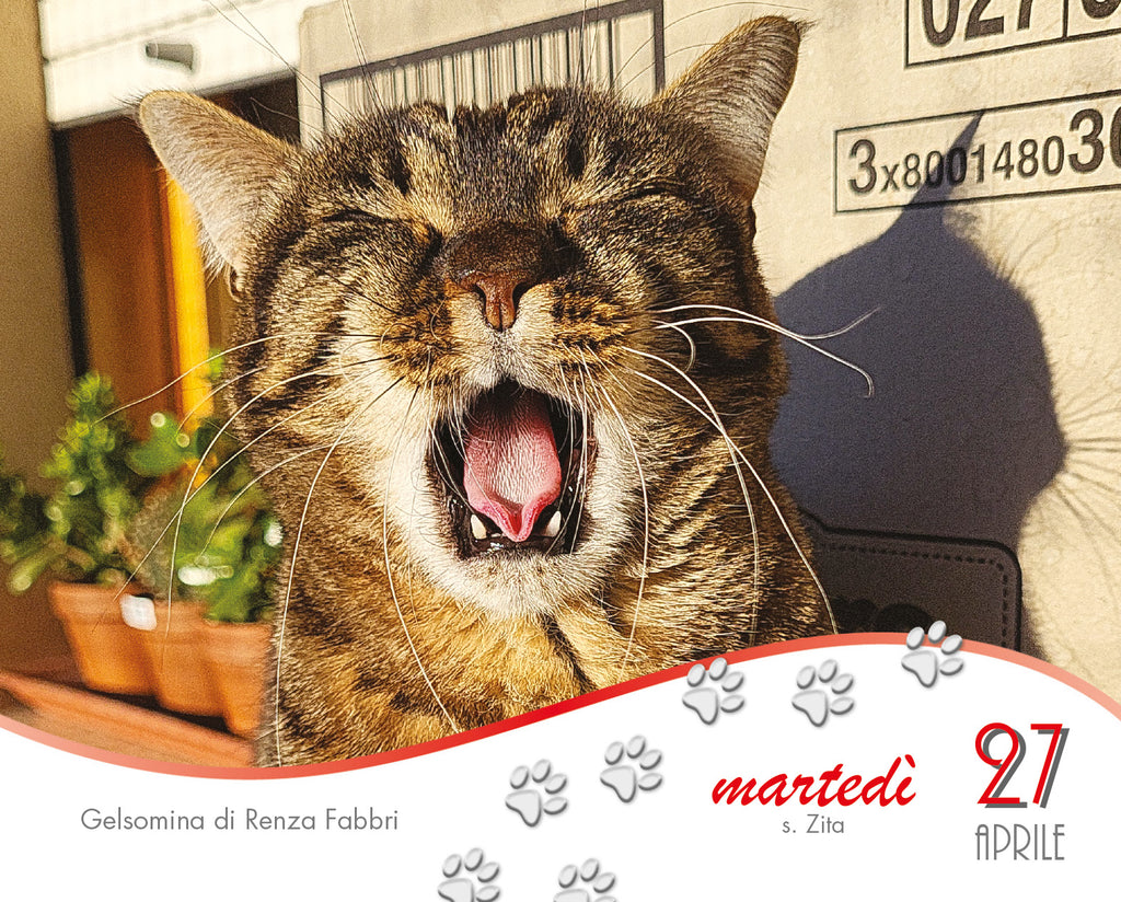 I giorni dei gatti - Calendario da tavolo 2027