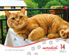 I giorni dei gatti - Calendario da tavolo 2027