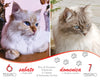 I giorni dei gatti - Calendario da tavolo 2027