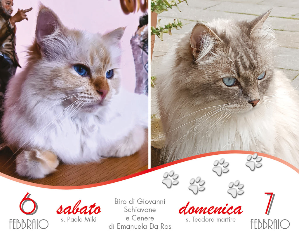 I giorni dei gatti - Calendario da tavolo 2027
